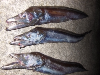 200810タチウオワインド好調