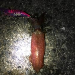 ケンサキエギング