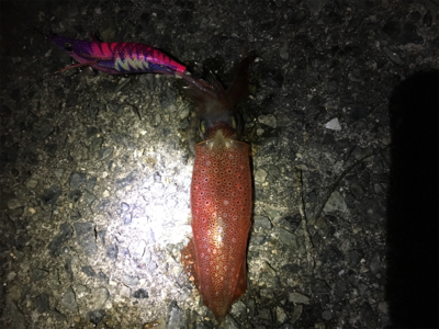 ケンサキエギング