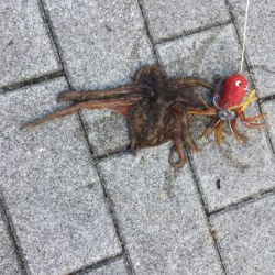 メクリアジは消え、やっぱりタコだけ。。