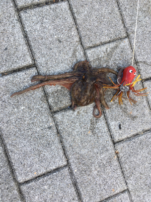 メクリアジは消え、やっぱりタコだけ。。