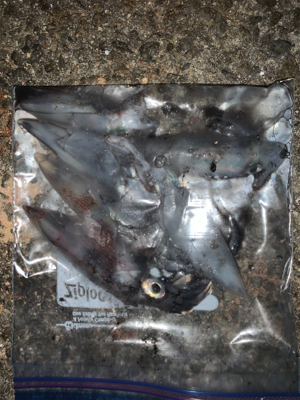 まだまだ小さい