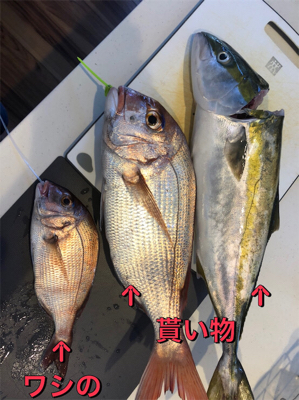 4回目のタイラバ