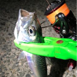 30センチupが2匹