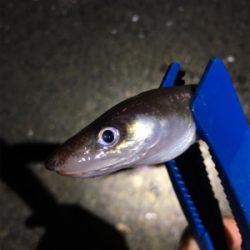 アナゴをサンマで！！