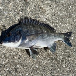 ダンゴでチビチヌ