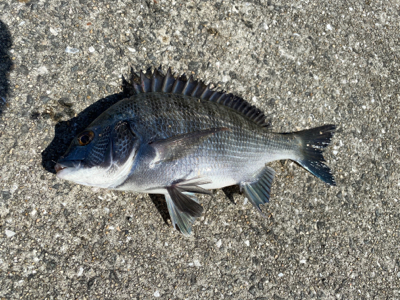 ダンゴでチビチヌ