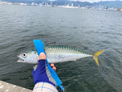 サバ・鯖・サバ・鯖