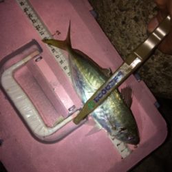 アジングに刀のおまけ付き笑