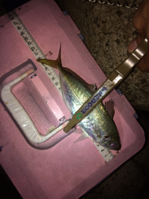 アジングに刀のおまけ付き笑