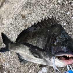 エビ撒き　アタリ多い