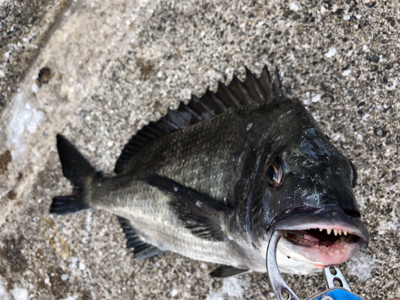 エビ撒き　アタリ多い