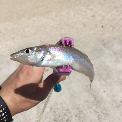 ブリームゲームタックルでキス釣り