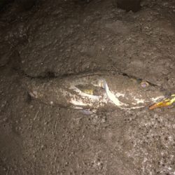 最近シャローばっか!