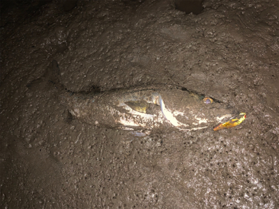 最近シャローばっか!