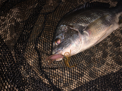 チニング 2枚！