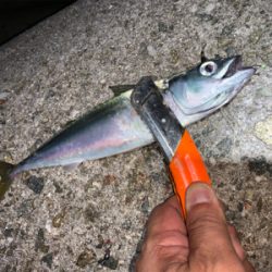 ガッシー&サバー ②