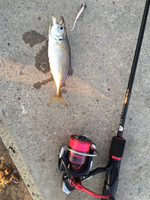 アジングで良型！！