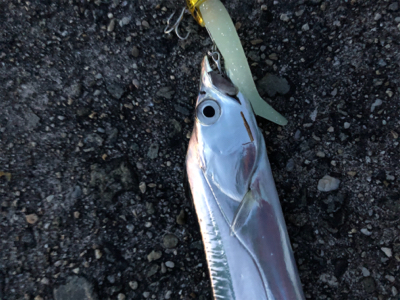 夏タチ釣れました