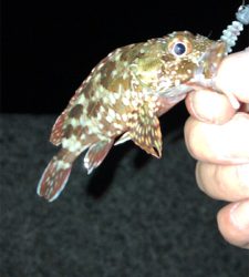 アジは留守でした。