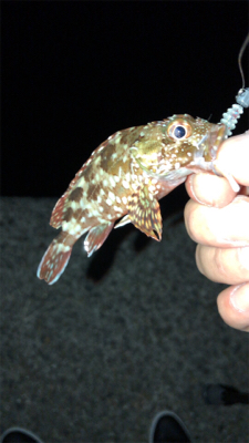 アジは留守でした。