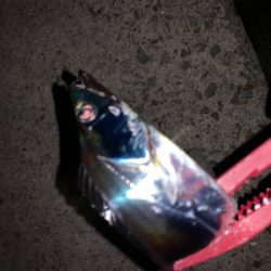 今季初、プチ爆！