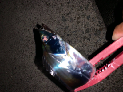 今季初、プチ爆！