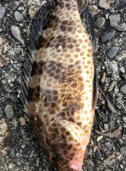 里帰りついでに