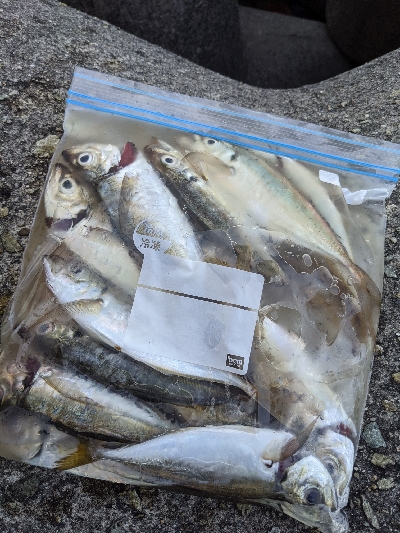 アジ〜んとタチ