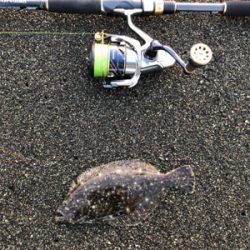 本命だけどチョット違う