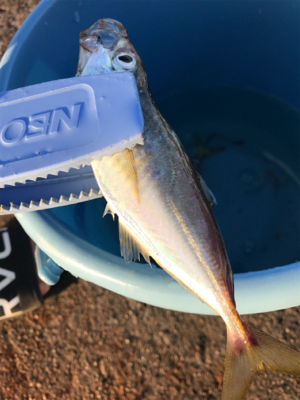 アジ釣り