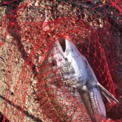 波止グレ楽しくて難しい