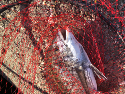 波止グレ楽しくて難しい