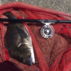 落とし込み チヌ