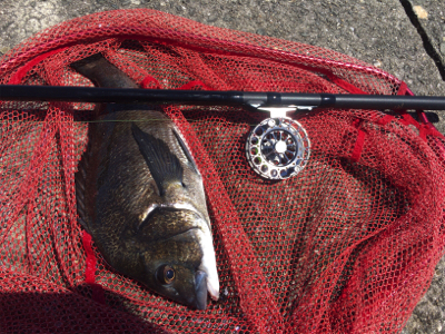 落とし込み チヌ