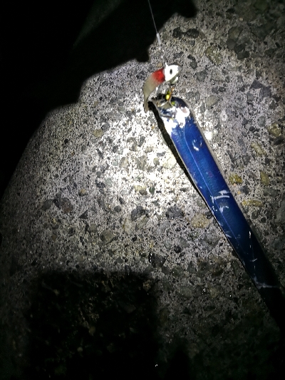 太刀魚シーズンイン