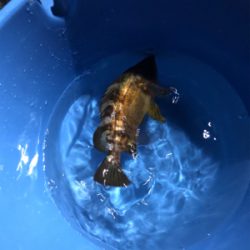 アジ狙いのつもりがガシラ