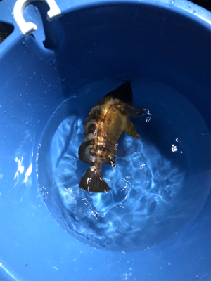 アジ狙いのつもりがガシラ