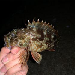 またまた淡路島