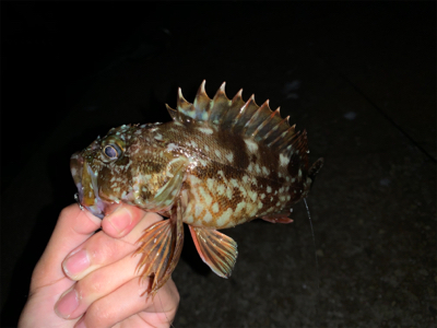 またまた淡路島