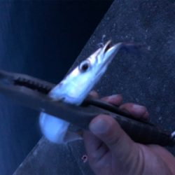 カマス沸いてきた