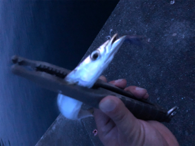 カマス沸いてきた