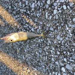 水路でちょい投げ