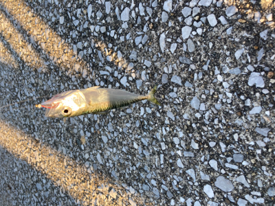 水路でちょい投げ