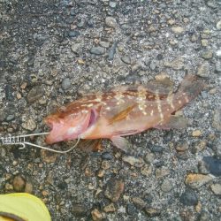 五目まであと1匹！