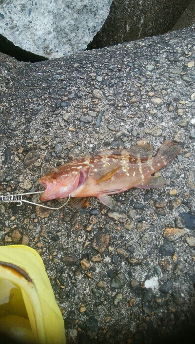 五目まであと1匹！