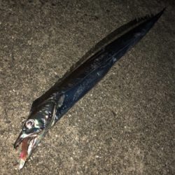 200815タチウオワインド