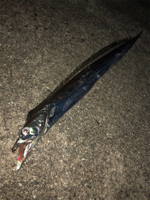 200815タチウオワインド