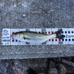 久しぶりのシーバス