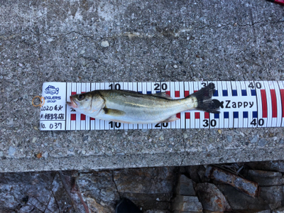 久しぶりのシーバス